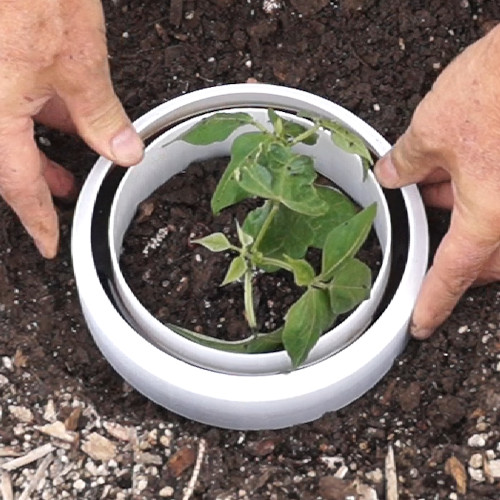 Bug Moat Trap Protecting Seedling