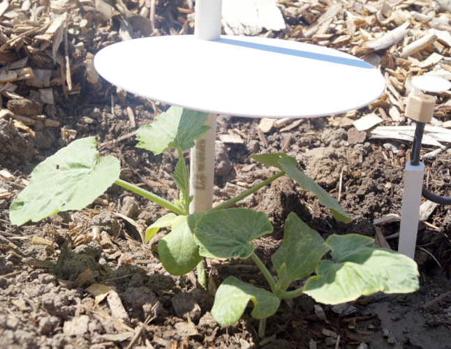 Plant Hardening Umbrella